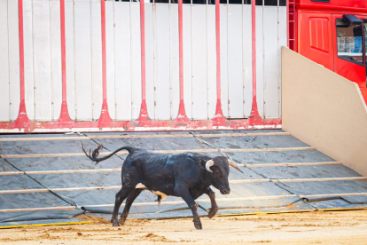 Los toros del viernes de San Juan desembarcan en la Plaza. - MARIO TEJEDOR