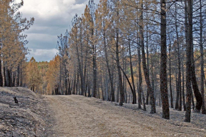 Efectos de un incendio forestal en Soria. HDS