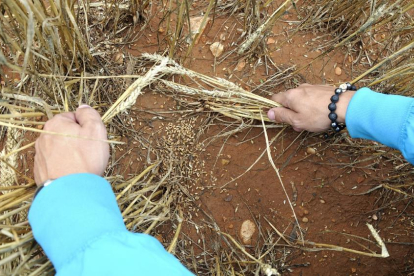 Los cultivos de Castilla yLeón sufren cada año cuantiosos daños por el pedrisco.-VALENTÍN GUISANDE