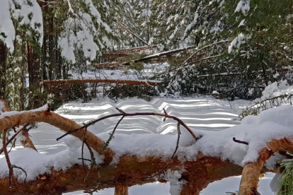 Pinos caídos por la nieve en Castroviejo- Agustín Sandoval
