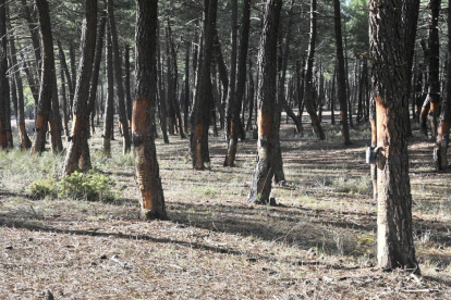 Bosque de pinos en la zona beneficiada por los trabajos. HDS