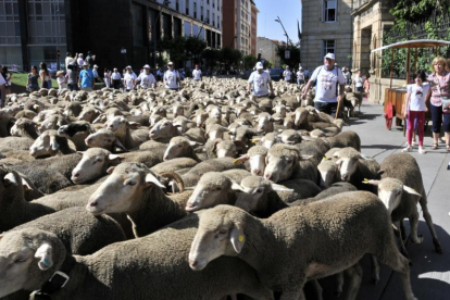 Las ovejas cruzando Soria-V. Guisande