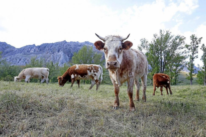 Vacas pastando al aire libre en una imagen de archivo. HDS