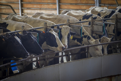 Granja de vacas en Caparroso Valle de Odieta - MARIO TEJEDOR (4)