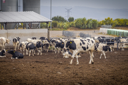 Granja de vacas en Caparroso Valle de Odieta - MARIO TEJEDOR (38)