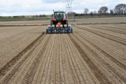 Un agricultor realizando labores de siembra de remolacha en una parcela de Castilla y León.-ACOR