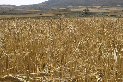 Los cultivos sorianos, afectados por la sequía y por el pedrisco.-A. M.