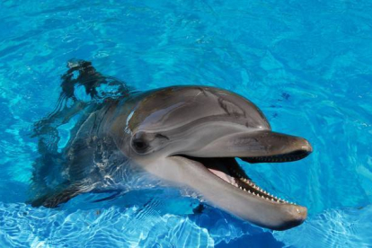 Los delfines están entre las especies más inteligentes que habitan en el planeta.-