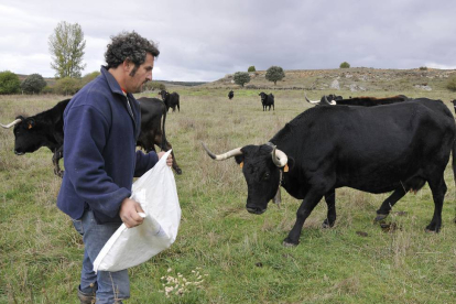 El ganadero José Mª Manchado junto a ejemplares de vaca serrana soriana en La Muela.-Valentín Guisande