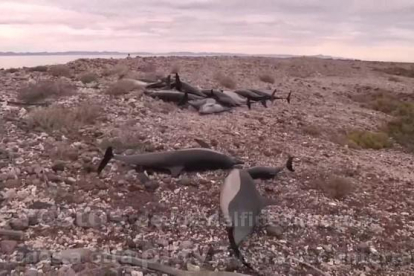 Un grupo de 52 delfines estaba varados por causas desconocidas en la playa Salinita, en la isla San José Nepomuceno-/ EFE VÍDEO