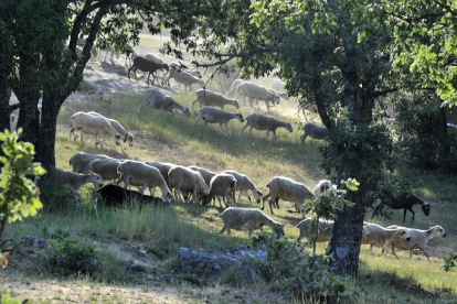 La sequía también ha afectado gravemente a los pastos en la provincia de Soria.-V. G.