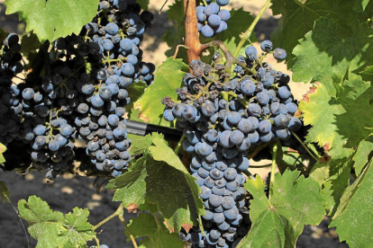 Las visitas a las rutas del vino de Castilla y León repuntan un 29% en 2016-E.M.