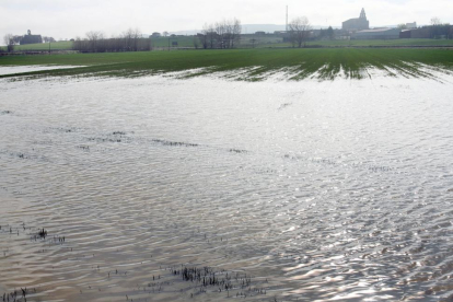 Las últimas lluvias han provocado campos de cereal anegados, como estos en Amusco (Palencia).-ICAL