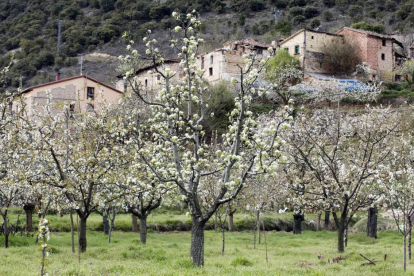 Valle de las Caderechas, situado en la provincia de Burgos, que alberga miles de cerezos-Ical