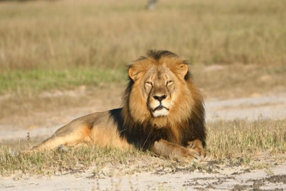 Cecil, el rey de la selva y del parque nacional de Hwange (Zimbaue), donde vivía hasta que este julio le ha abatido un cazador norteamericano.-ANDY LOVERIdGE