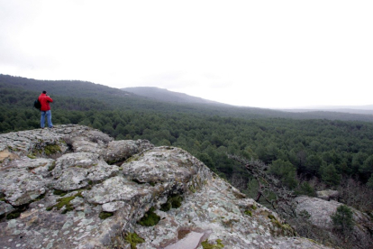 Vista general del bosque modelo en la comarca de Pinares Soria-Burgos. LETICIA PÉREZ