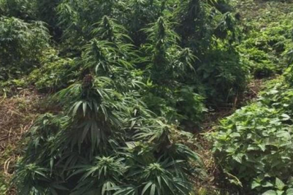 Imagen de la extensión del "bosque de marihuana" encontrado en Reino Unido.-KINGSTON POLICE