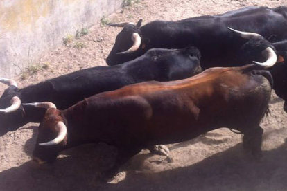 Los novillos del Jueves la Saca, procedentes de la ganadería Ignacio López Chaves. / REPORTAJE GRÁFICO: JOSÉ IGNACIO ARGANDA-