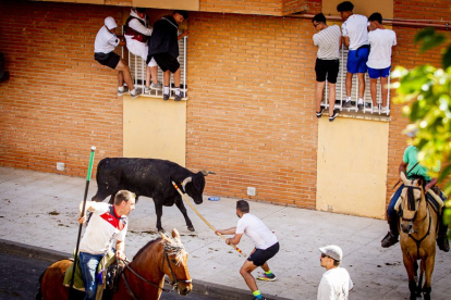 Tramo urbano y llegada de los toros - MARIO TEJEDOR (36)