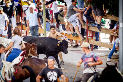 Tramo urbano y llegada de los toros - MARIO TEJEDOR (39)