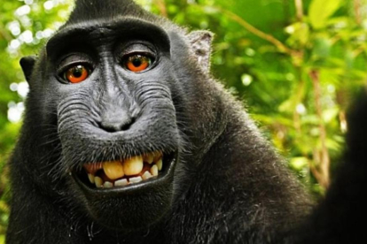 El selfie del macaco Naruto que ha desatado la batalla legal por los derechos de autor de los animales.-/ PERIODICO
