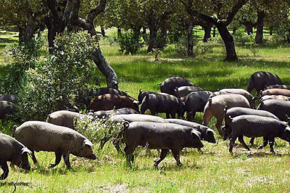 Los animales de Martín cuentan con miles de hectáreas de dehesa pobladas de encinas cuyos suelos son una verdadera despensa de bellotas. / ECB