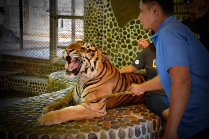 Imagen del vídeo en que se ve a un tigre siendo golpeado para que ruja mientras los turistas se hacen fotos.-EL PERIÓDICO