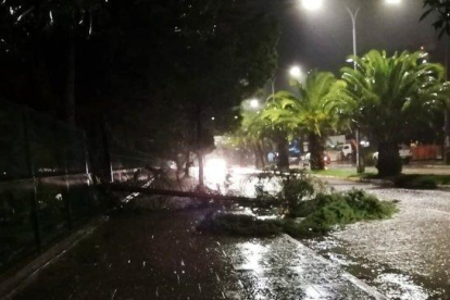 La caída de árboles en la capital provocó el corte de energía.-TWITTER/@METEOSEBA