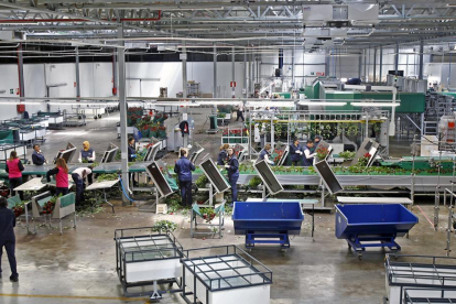 Interior de la empresa Aleia Roses implantada en Garray.-Mario Tejedor