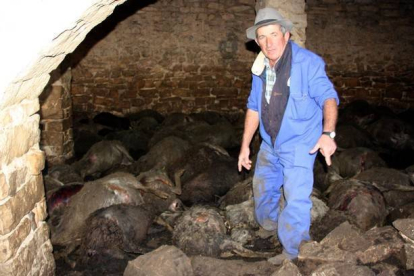 El propietario de la granja, Ramon Agustí, junto a los animales fallecidos en el ataque de la semana pasada.-ALVADOR MIRET / ACN