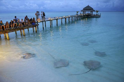 Turistas en Maldivas observando unas rayas.-