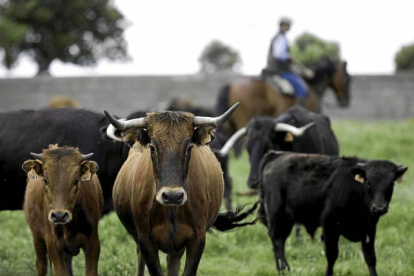 Varios toros paseando en la finca de El Rollanejo, ubicada en el municipio de El Cubo de Don Sancho.-Ical