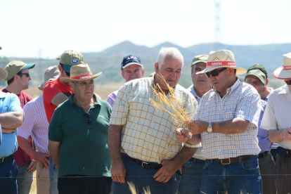 Una imagen de la visita a los campos de ensayo de Asaja Soria en Almazán.-ÁLVARO MARTÍNEZ
