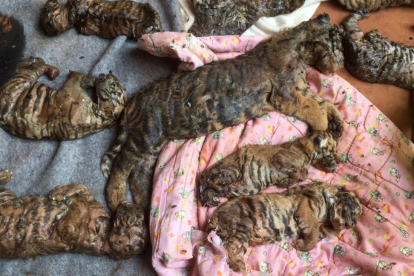 Algunos de los 40 cadáveres de crías de tigre encontradas por la policía tailandesa en un templo budista.-HANDOUT / REUTERS