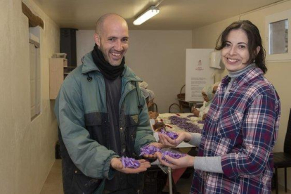 Jaume Casado y Magda Plazas, en su obrador en Llimiana, tras la recolecta de flor de azafrán que producen y comercializan a través de la firma Safrà del Montsec.-RAMON GABRIEL