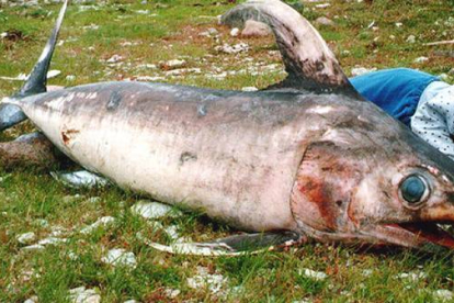 Imagen de archivo de un pez espada capturado en las costas de Letonia.-Foto: REUTERS