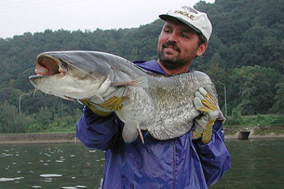 Un pescador sostiene un ejemplar de siluro joven en aguas de Centroeuropa. / HAPLOCHROMIS-