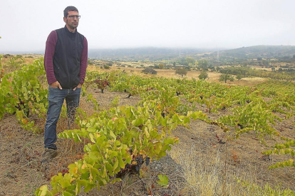 José Benéitez observa el paisaje entre las cepas de una viña vieja acogida a la DOPArribes.-EL MUNDO