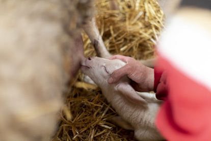 Un ganadero ayuda a una oveja a amamantar a su cordero en una granja de la localidad salmantina de Macotera. El sector acumula la crisis del cierre del canal Horeca con la ‘invasión’ del exterior. ALBERTO DI LOLLI