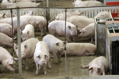 Granja de cerdos en la provincia de Soria.