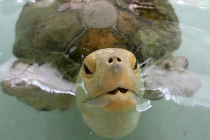 La tortuga Esperanza, en el primer hospital especializado en el cuidado de tortugas marinas-EL PERIÓDICO