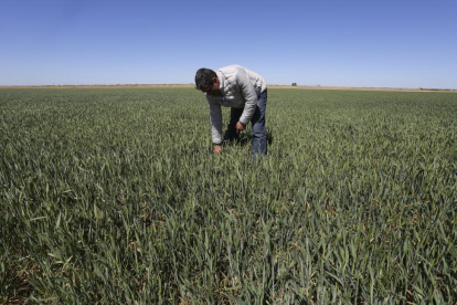Javier Díez de la localidad palentina de Fuentes de Nava, muestra el mal estado del cultivo de trigo en su pueblo.-- ICAL