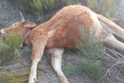 Ataque de buitres a explotación ganadera en la provincia de en La Hija de Dios (Ávila)-ICAL