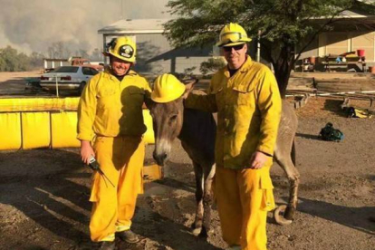 El asno encontrado en medio de un incendio en Arizona y sus dos rescatadores.-Foto:   BILL WEBER / ARIZONA