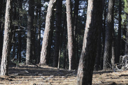 Una de cada tres hectáreas arboladas que hay en la provincia tiene sello de Gestión Forestal Sostenible PEFC España, esto es, está certificada. / ÁLVARO MARTÍNEZ-