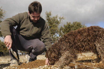 Un perro adiestrado con su dueño buscando trufas en una explotación de encinas micorrizadas de Soria. / VALENTÍN GUISANDE -