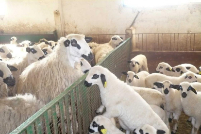 Las ovejas adquiridas en León y que no fueron abonadas a su vendedor.-HDS