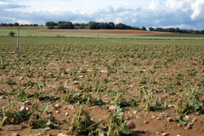 Campo de hortalizas en Olmillos arrasado por las tormentas de pedrisco. / JAVIER SOLÉ-