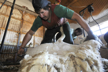 Esquilado de ovejas en una nave ayer a las afueras de Soria. / VALENTÍN GUISANDE-