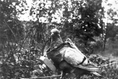 Imagen de una paloma utilizada para espiar.-Foto:   Bundesarchiv / Wikipedia